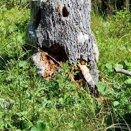 Waldhuttale